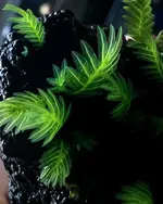 B5933B63-C37E-4C71-8F93-AC129E3E80F5.webp