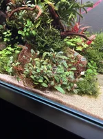 Wanted - Ludwigia arcuata. Willing to trade large clump of buce