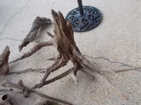 DSCN1437.webp