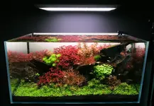 2hrAquaristDSCF7417.webp