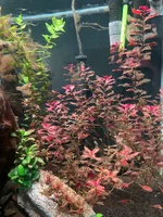 IMG_7252.webp