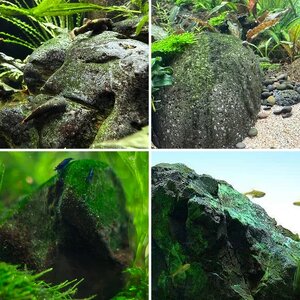 Media of the Month Contest - August 2026 - Algae Patina