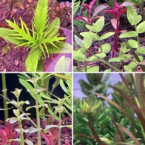 Media of the Month Contest - August 2026 - Shades of Green