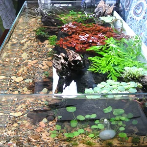 Right Side Top Down.webp