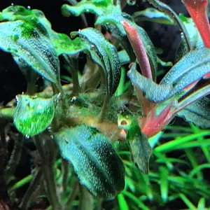 How Do I Rid of Thee.webp