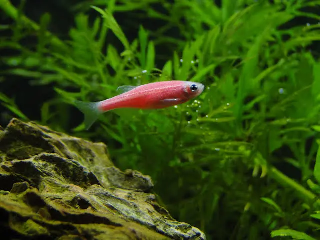 Pink Zebra Danio