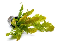 java-fern-sunrise-33788497887432_1025x683.webp