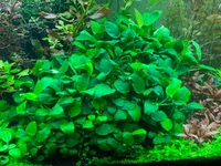 Anubias Barteri Nana - Aquarium Plant - Big Sale - $35 shipped