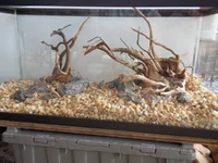 DSCN1241.webp