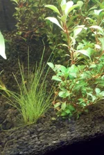 DSCN1374.webp