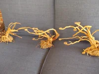 DSCN1472.webp