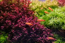 2hrAquaristDSCF3933E.webp