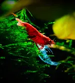 Shrimp_01.webp