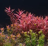 week3a.webp