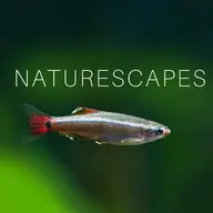 Naturescapes_Rocco