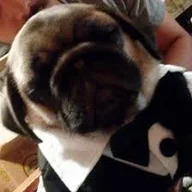 MrPugface