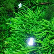 fishyjeff