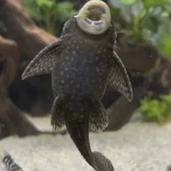 FatPleco