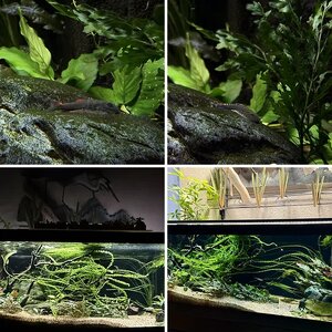 Kwyet’s 60G Hillstream Tank