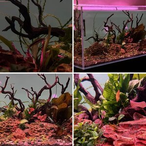 Kwyet’s 125G Nature Tank