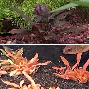 Cryptocoryne Wendtii Sindoor