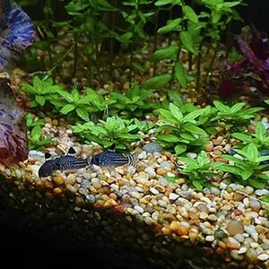 staurogyne repens