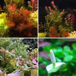 Media of the Month Contest - May 2026 - Best Stem Plant