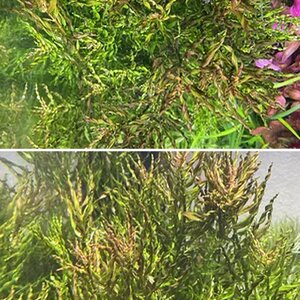 Ludwigia Inclinata  Curly