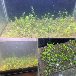 Mud Substrate Aquarium - No Cap - Journal
