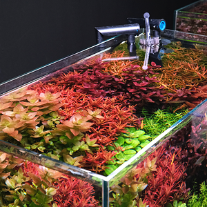 2hrAquaristDSCF3738 (2).jpg