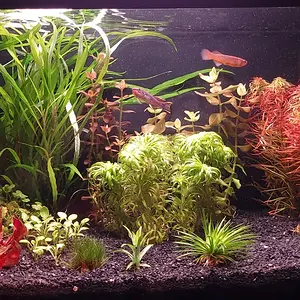 Last 10gal shot.jpg