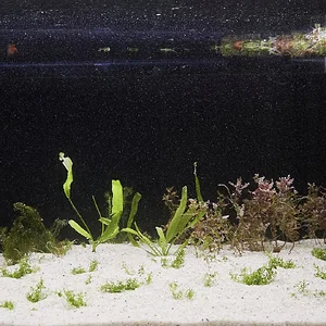 54L tank after planting