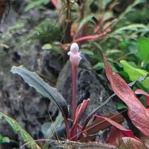 Shrimp Flower Small.webp