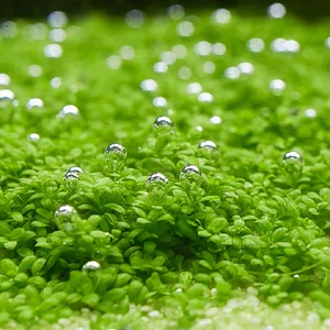 Hemianthus callitrichoides