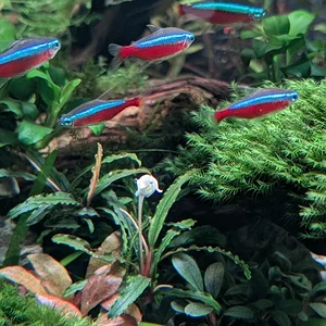 Underwater Flower.webp