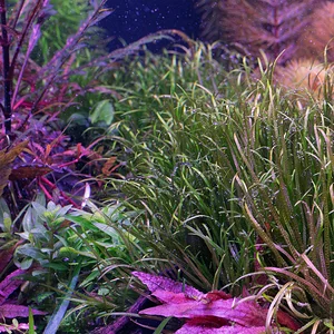 Farm Tank Blyxa 1_8_26.webp