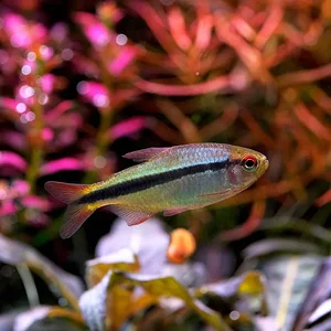 DSCF0055 Fish lapis.webp