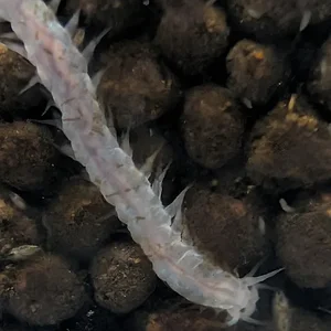 Freshwater polychaete with ostracods clean small.webp