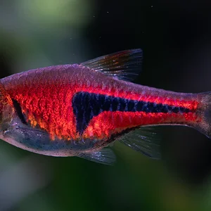 100mm Single Lambchop.webp