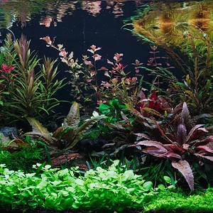 40 Farm Tank 5_8_26.webp