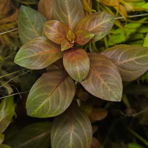 Ludwigia sp..webp