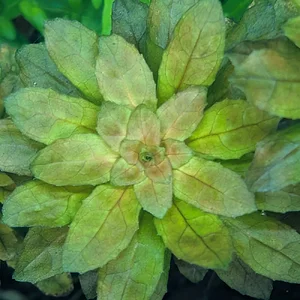 Ludwigia sphaerocarpa mini.webp