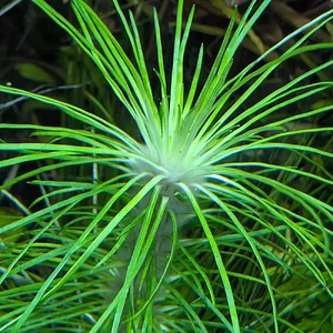 Eriocaulon dalzelli.webp