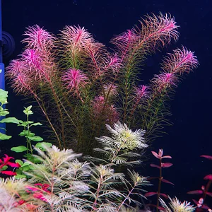 Rotala Maka Red.webp