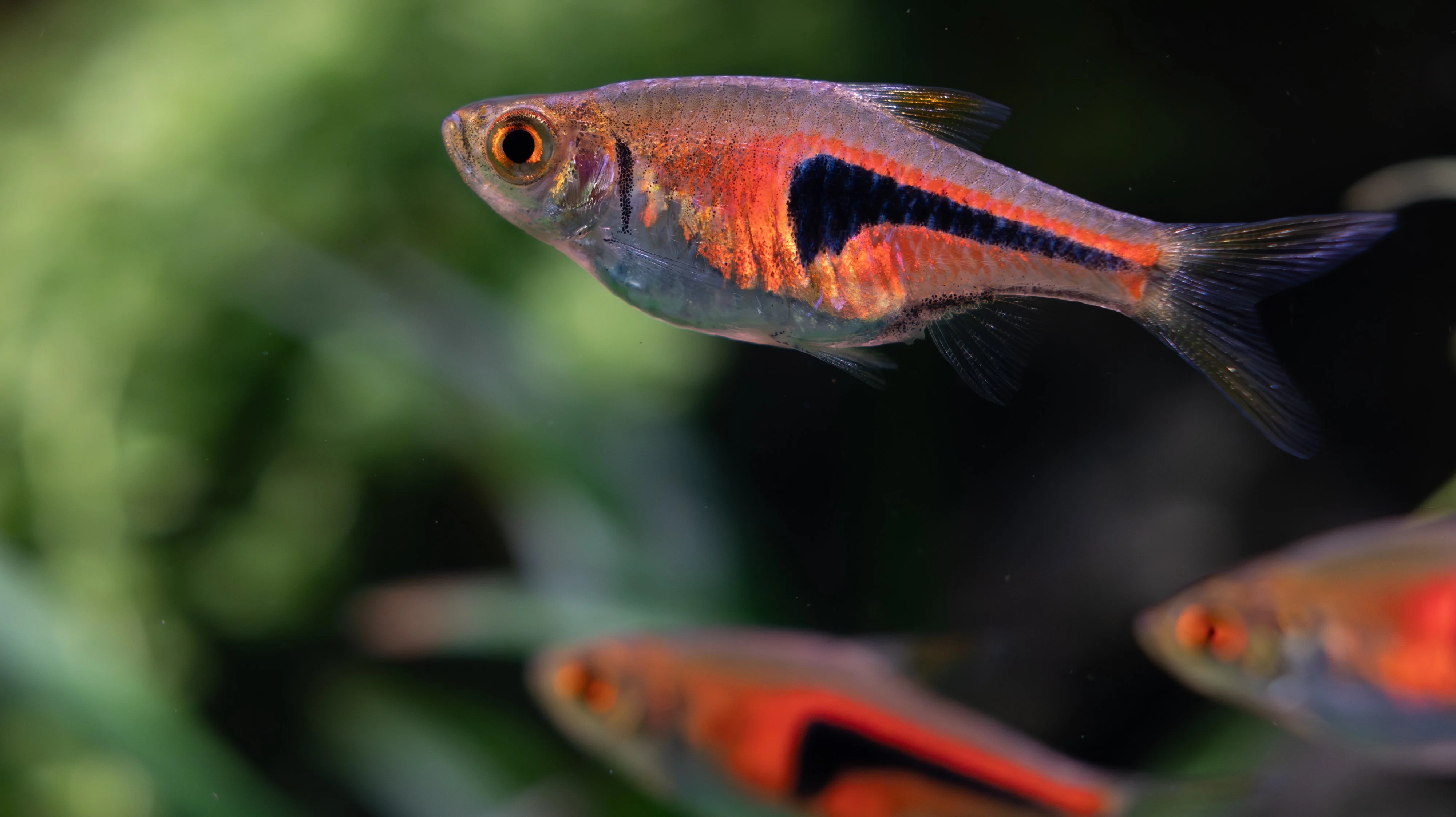 100mm Multi Lambchop.webp