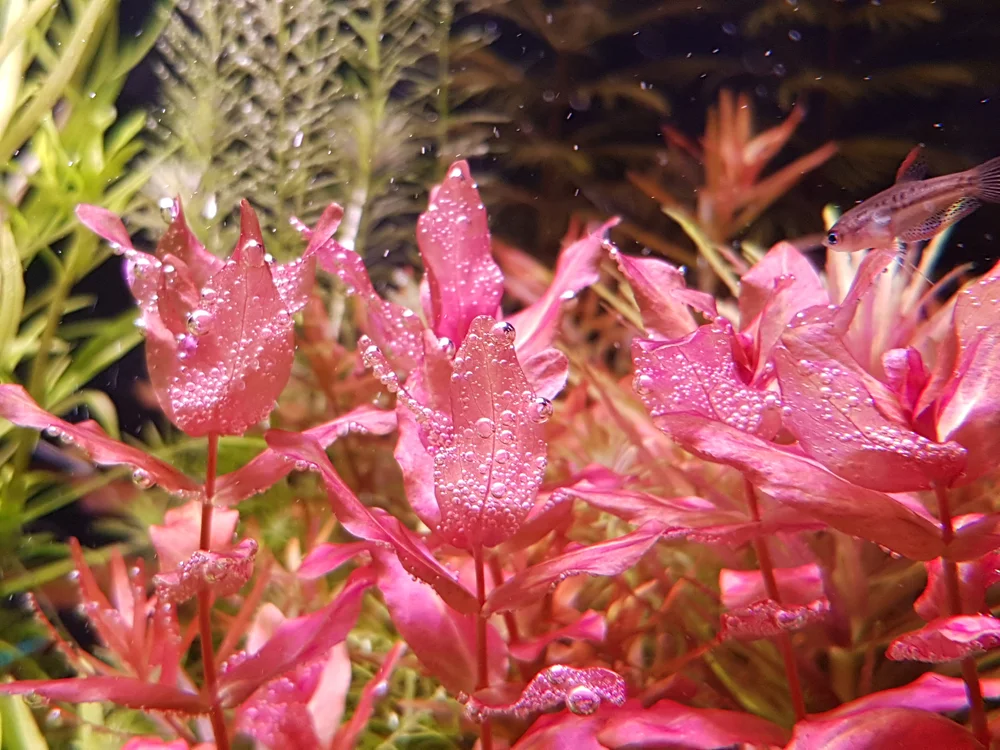 2021-08-17 15-09-35 (1).webp