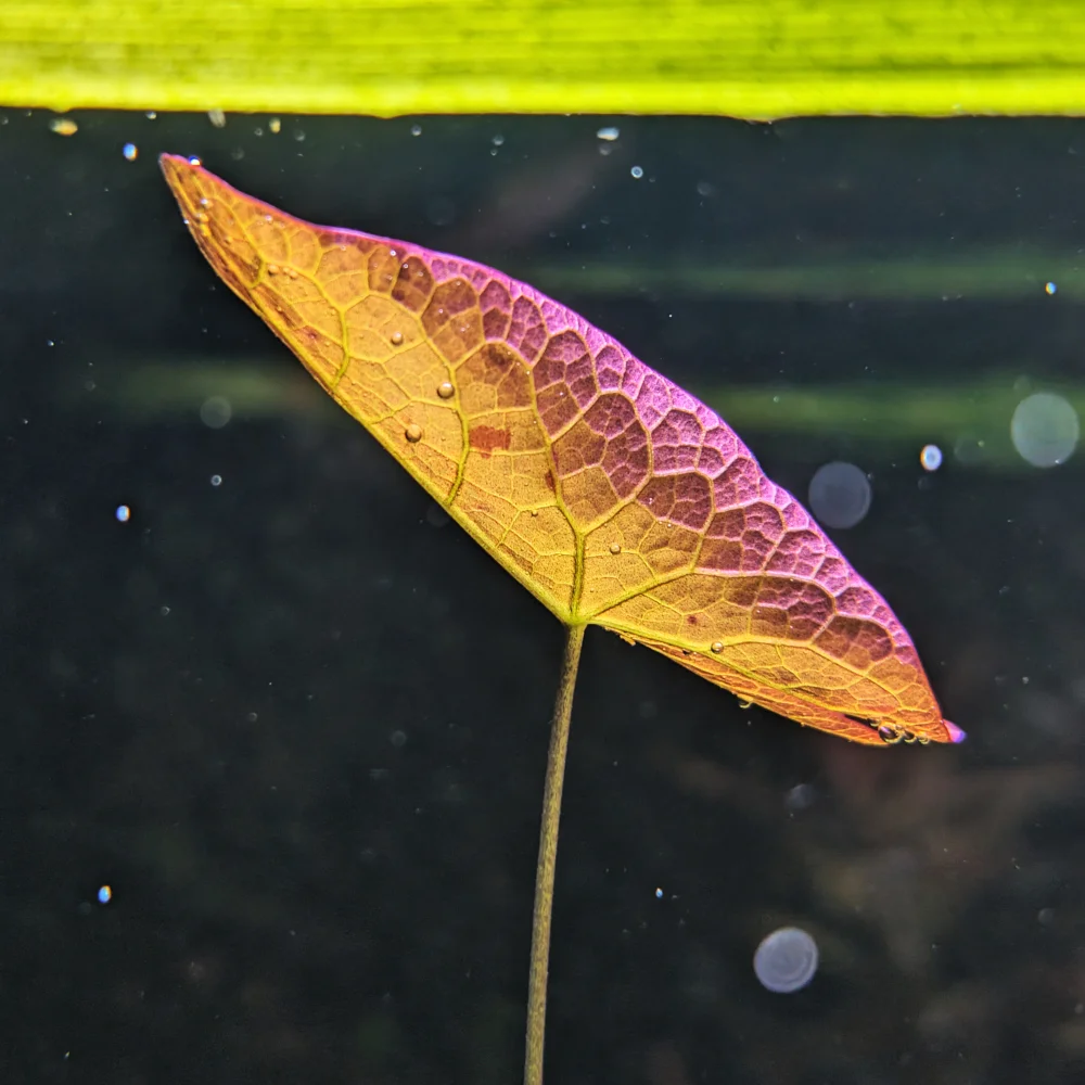 20260217 Leaf structure clean.webp