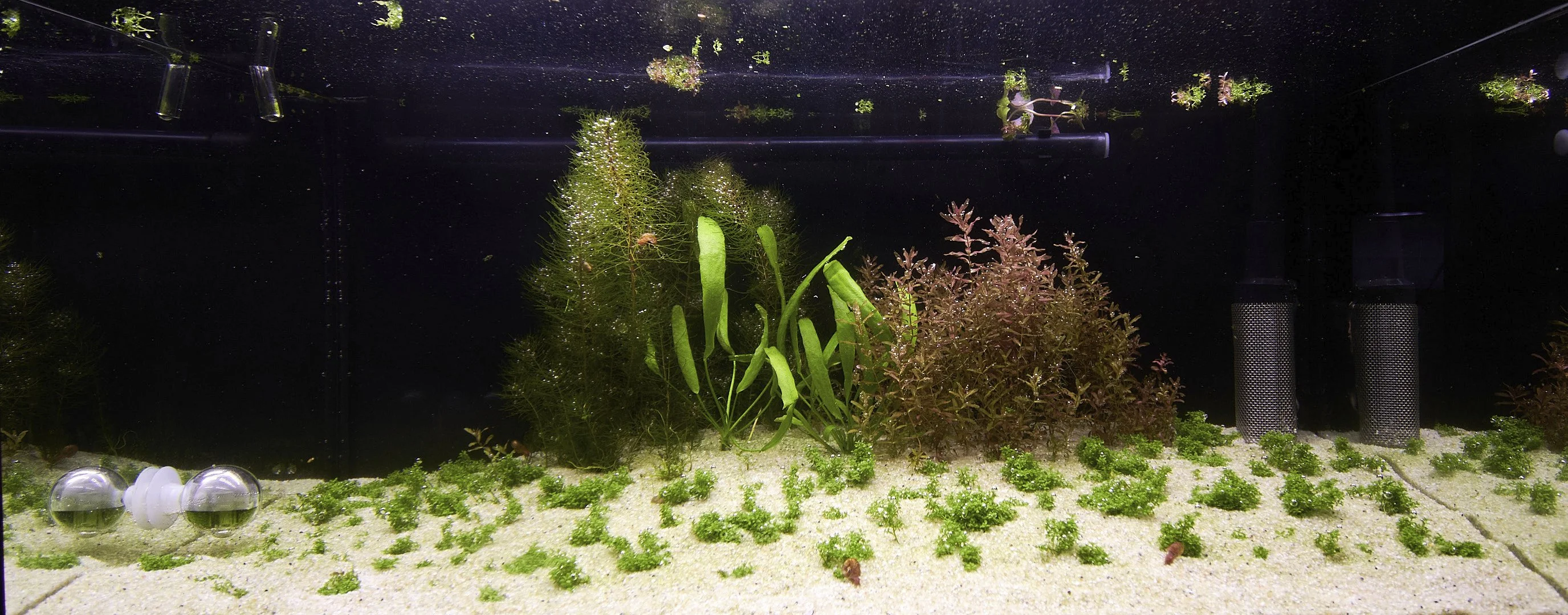 54L tank / 21 days