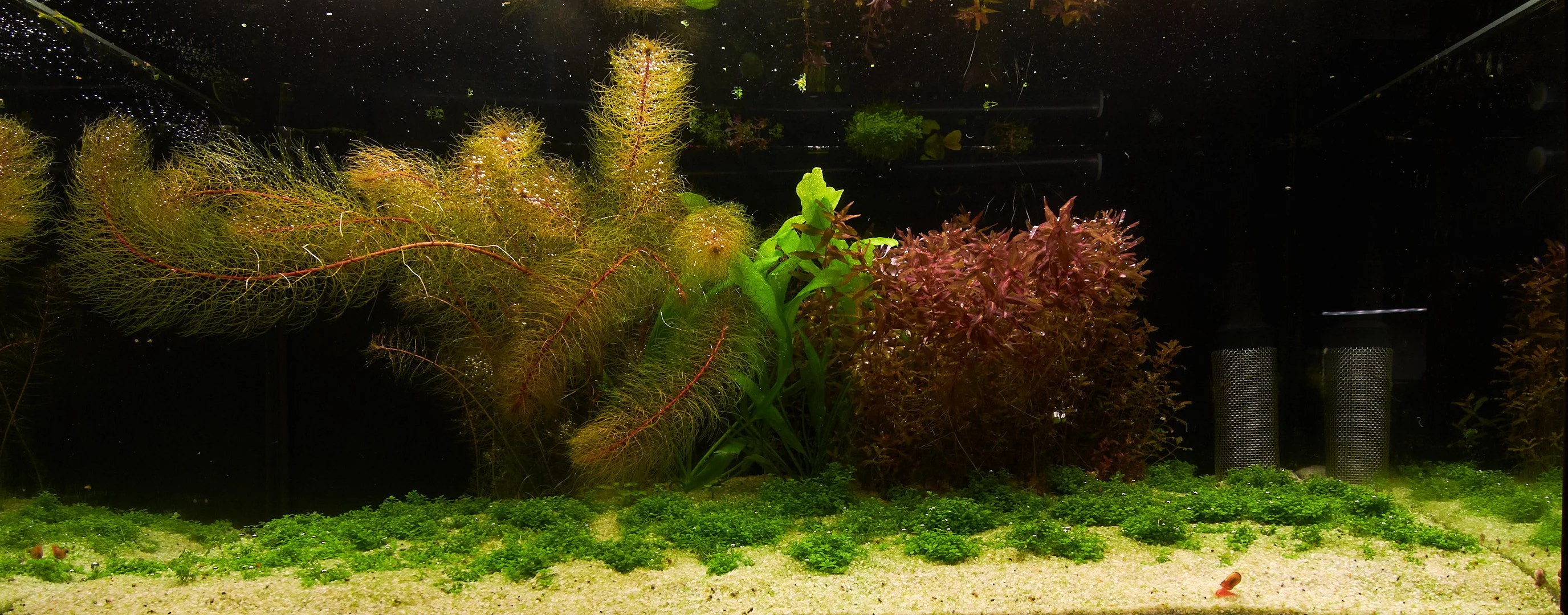 54L tank / 31 days
