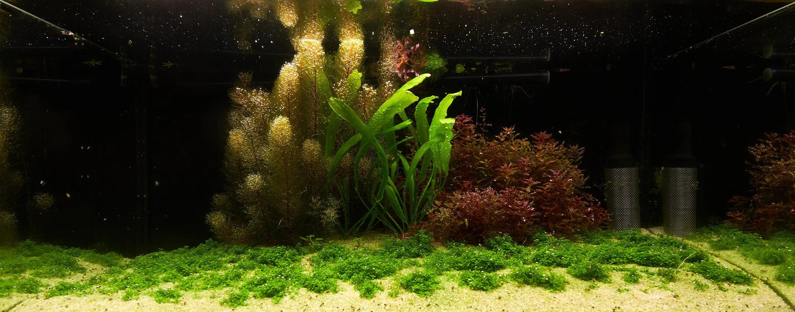 54L tank / 32 days